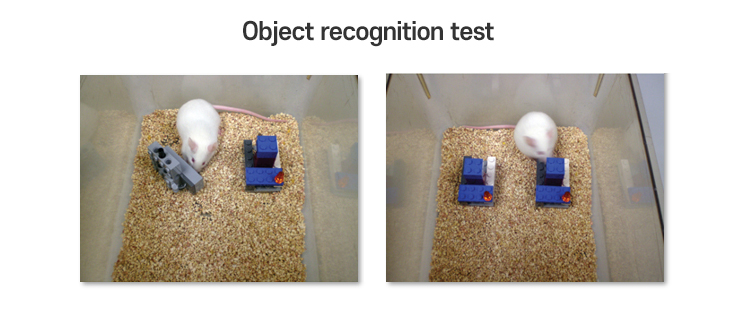 Passive avoidance test, Object recognition test 